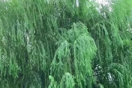 100ֵĺ